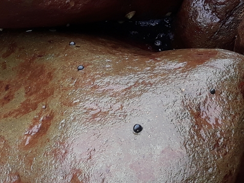 Nerita melanotragus