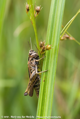 Common Green Grasshopper, Woldlakebos, 8371 Scheerwolde, Nederland, photo 10 of 10