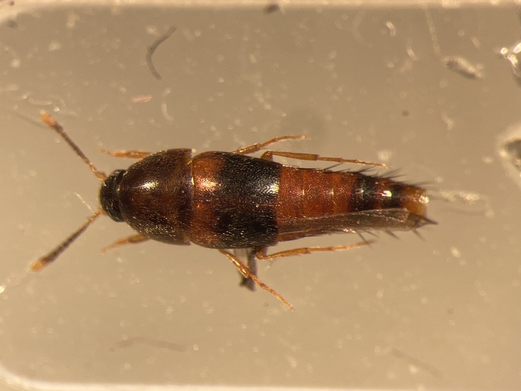 Sepedophilus opicus