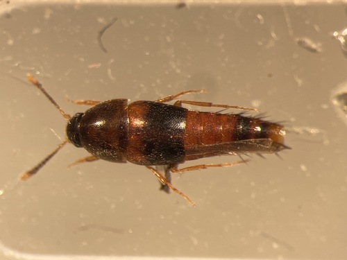 Sepedophilus opicus