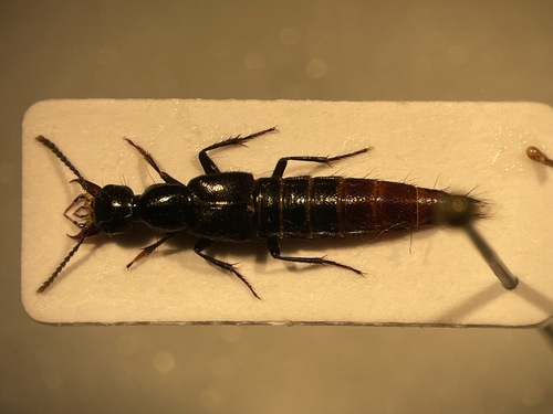 Hesperus apicialis