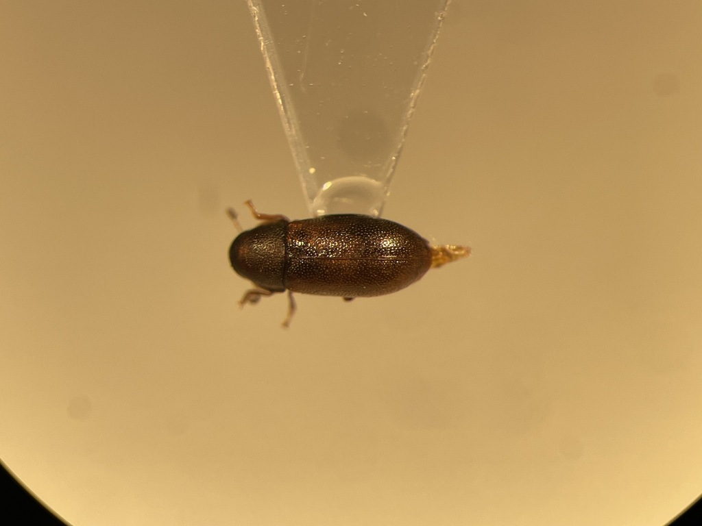 Pitted Fungus Beetle