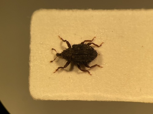 Microhyus setiger
