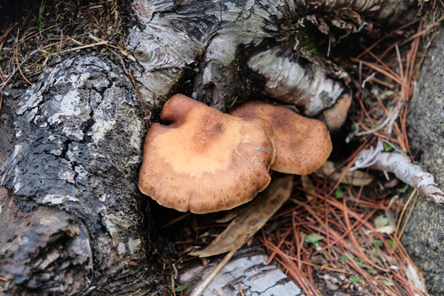 Armillaria