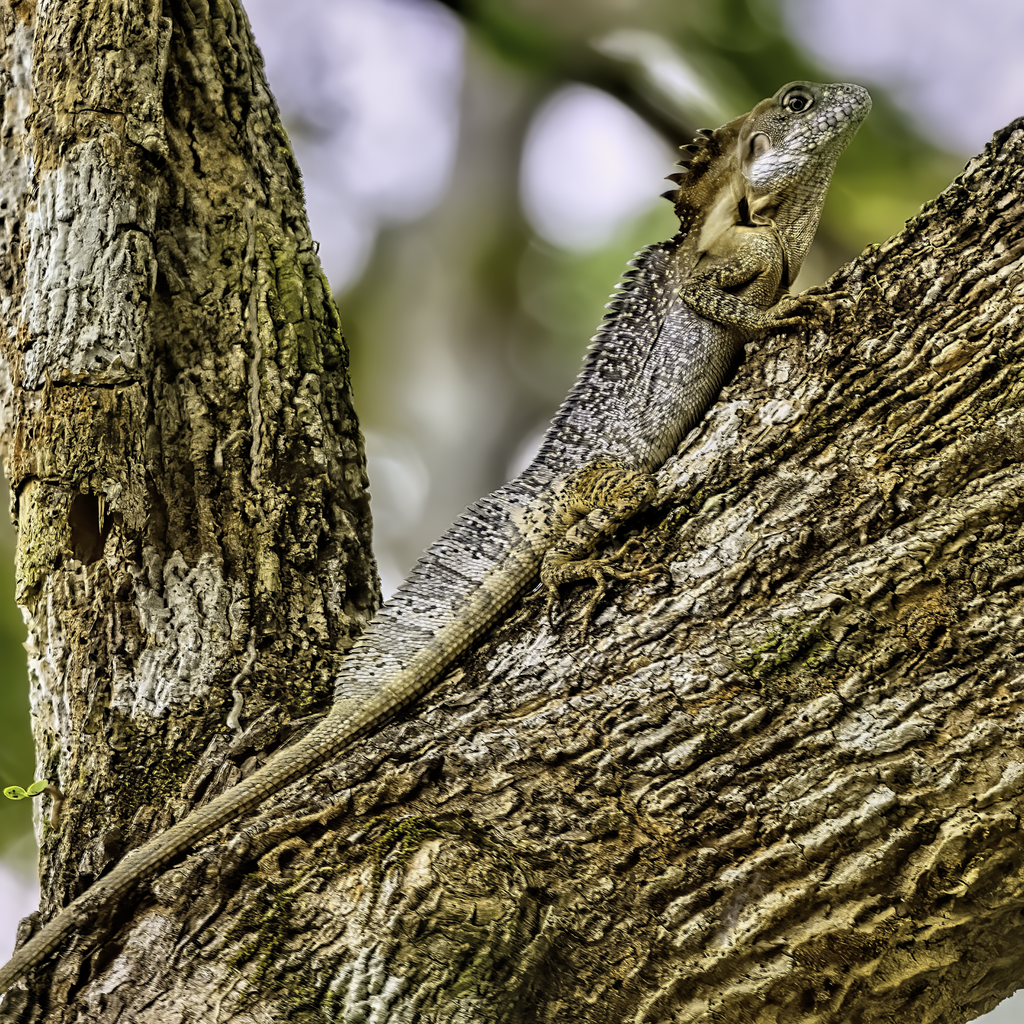 Papua Forest Dragon