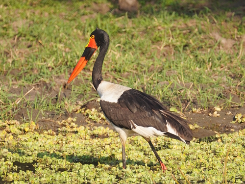 Ephippiorhynchus senegalensis