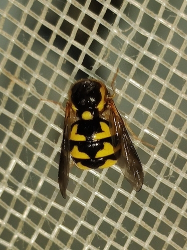 Cyrtus gibbus