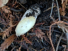 Agaricus buckmacadooi