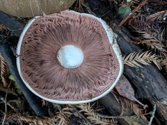 Agaricus buckmacadooi