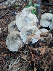 Agaricus buckmacadooi