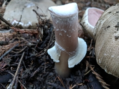 Agaricus buckmacadooi