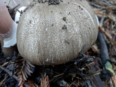 Agaricus buckmacadooi