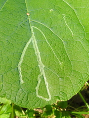 Phytomyza lappae