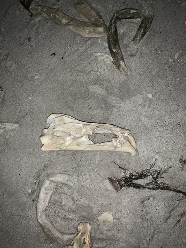 Serranidae