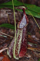 Nepenthes rafflesiana