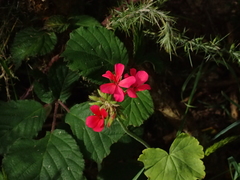Pelargonium × hybridum