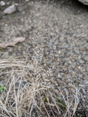 Eragrostis minor