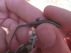 Algyroides fitzingeri