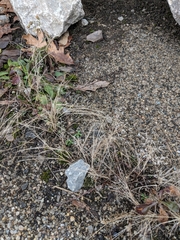 Eragrostis minor
