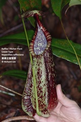 Nepenthes rafflesiana