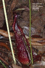 Nepenthes rafflesiana