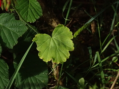 Pelargonium × hybridum