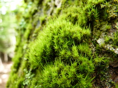 Media resource of Dicranum viride