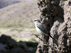 Muscisaxicola rufivertex