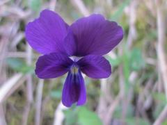 Viola etrusca