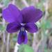 Etruscan Violet - Photo (c) Emiliano Mori, some rights reserved (CC BY-NC), uploaded by Emiliano Mori