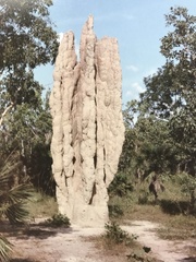 Nasutitermes triodiae