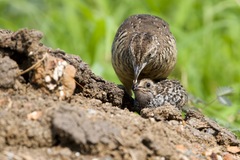 Barred Buttonquail photo 4