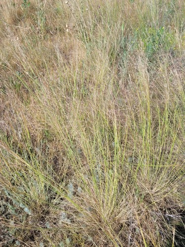 Stipa sareptana, photograph 6