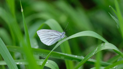 Pieris melete