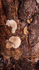 Lentinellus montanus