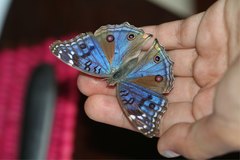 Junonia rhadama