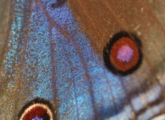 Junonia rhadama