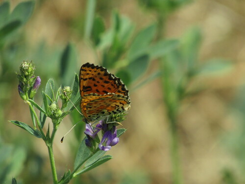 Spotted Fritillary photo 3