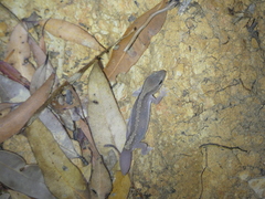 Diplodactylus vittatus