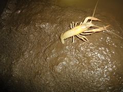 Procambarus oaxacae reddelli