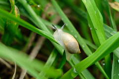 Succinea lauta