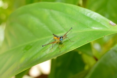 Eumastax