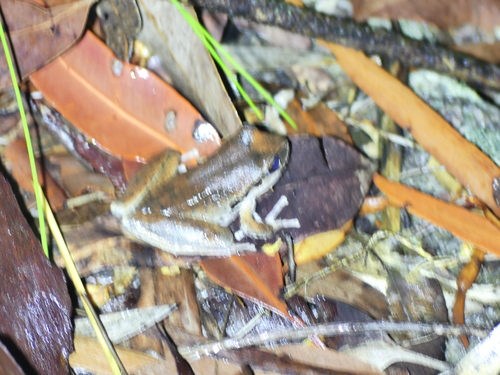 Rhyaconastes lesueuri