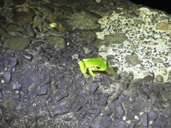 Ranoidea phyllochroa