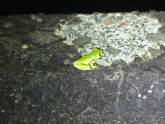 Ranoidea phyllochroa