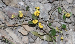 Podolobium scandens