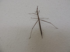 Tetanorhynchini