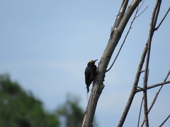 Melanerpes cruentatus