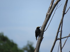 Melanerpes cruentatus