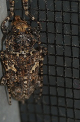 Aegomorphus circumflexus